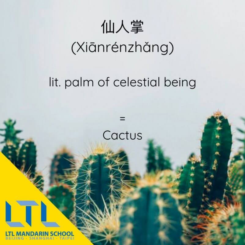 Cactus in Mandarin