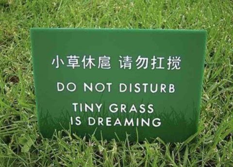 Tiny Grass having a dream