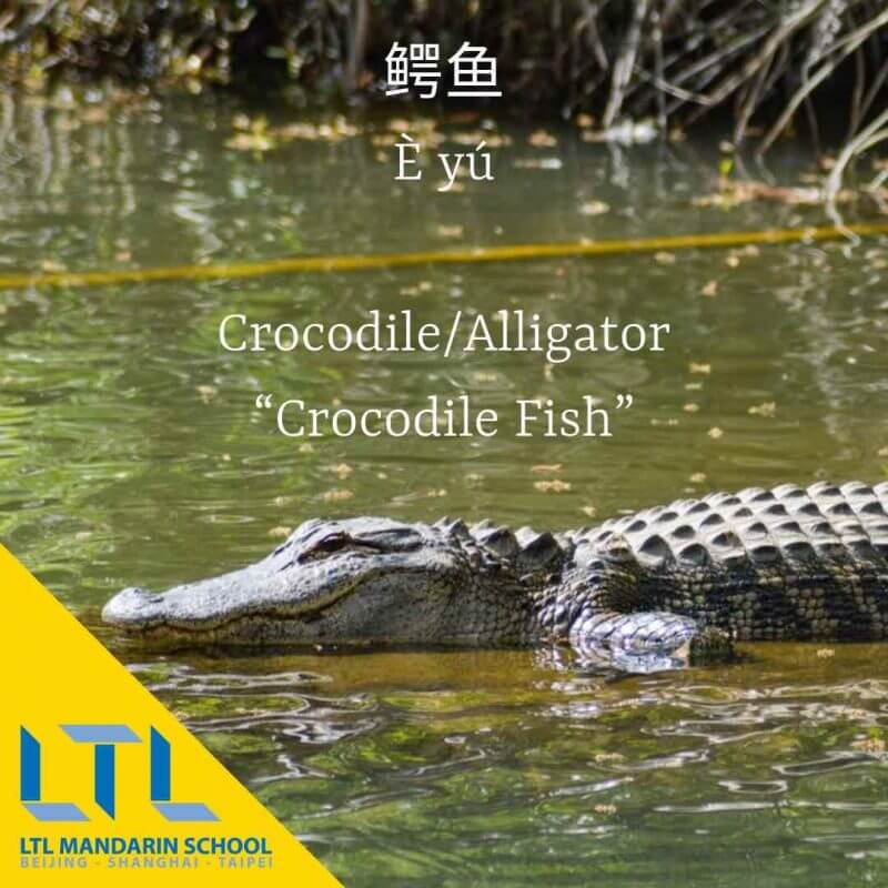 Crocodile in Chinese