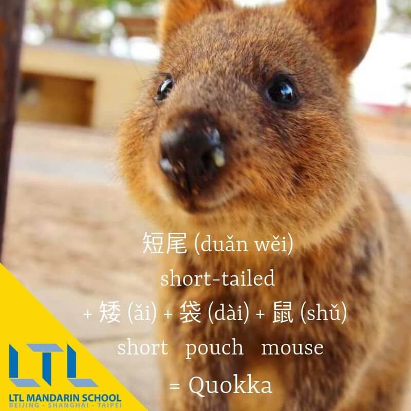 quokka in chinese